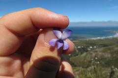 Viola decumbens decumbens