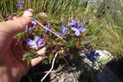 Viola decumbens decumbens