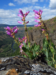 Penstemon barrettiae