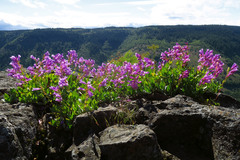 Penstemon barrettiae
