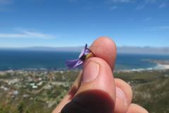 Viola decumbens decumbens