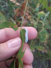 Monostegia abdominalis