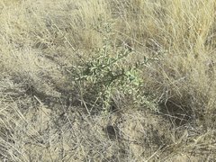 Aspidosperma quebracho-blanco