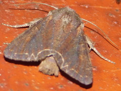 Lacanobia suasa