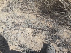 Prosopis reptans