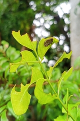 Podontia quatuordecimpunctata