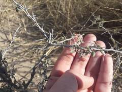 Prosopis reptans