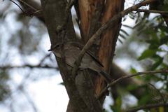 Muscicapa adusta adusta