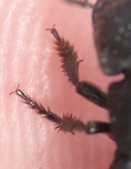 Platydracus fossator