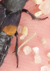 Platydracus fossator