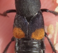 Platydracus fossator