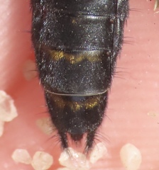 Platydracus fossator