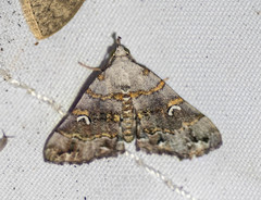 Sinarella discisigna