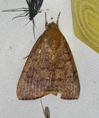 Maurilia