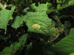 Physonota nitidicollis