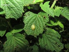 Physonota nitidicollis