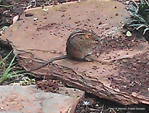 Rhabdomys chakae