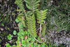 Polystichum orbiculatum