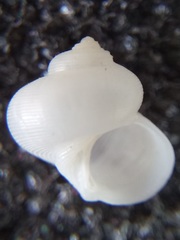 Crosseola concinna