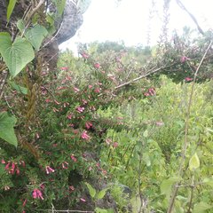 Fuchsia thymifolia