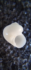Crosseola concinna