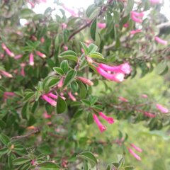 Fuchsia thymifolia