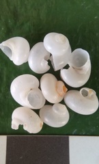 Crosseola concinna