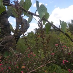 Dioscorea galeottiana