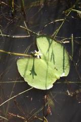 Nymphoides senegalensis