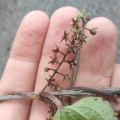 Dioscorea galeottiana