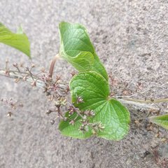 Dioscorea galeottiana