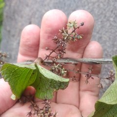 Dioscorea galeottiana