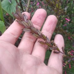 Dioscorea galeottiana