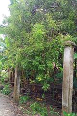 Podontia quatuordecimpunctata