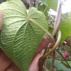 Dioscorea galeottiana
