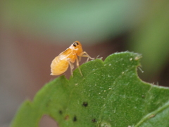 Flavoclypeus andromedus