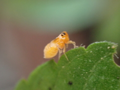 Flavoclypeus andromedus