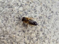 Apis mellifera