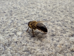 Apis mellifera