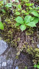 Cornus unalaschkensis