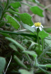 Felicia cymbalariae