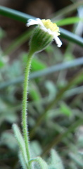 Felicia cymbalariae