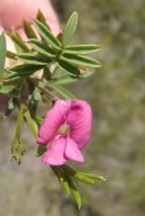 Tephrosia capensis capensis