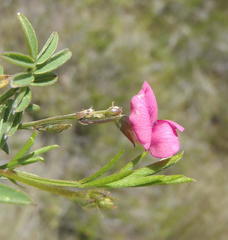 Tephrosia capensis capensis