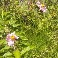 Cosmos crithmifolius