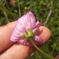Cosmos crithmifolius