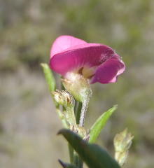 Tephrosia capensis capensis