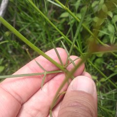 Cosmos crithmifolius