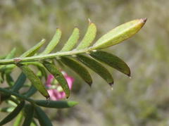 Tephrosia capensis capensis