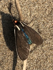 Ctenucha multifaria